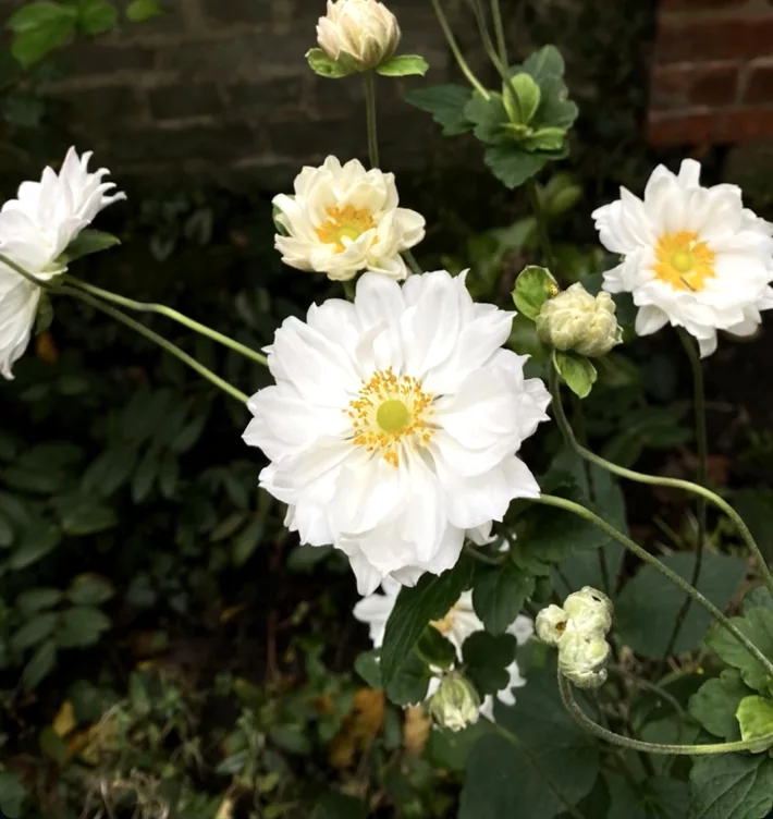 White autumn anemone flowers blooming in the garden