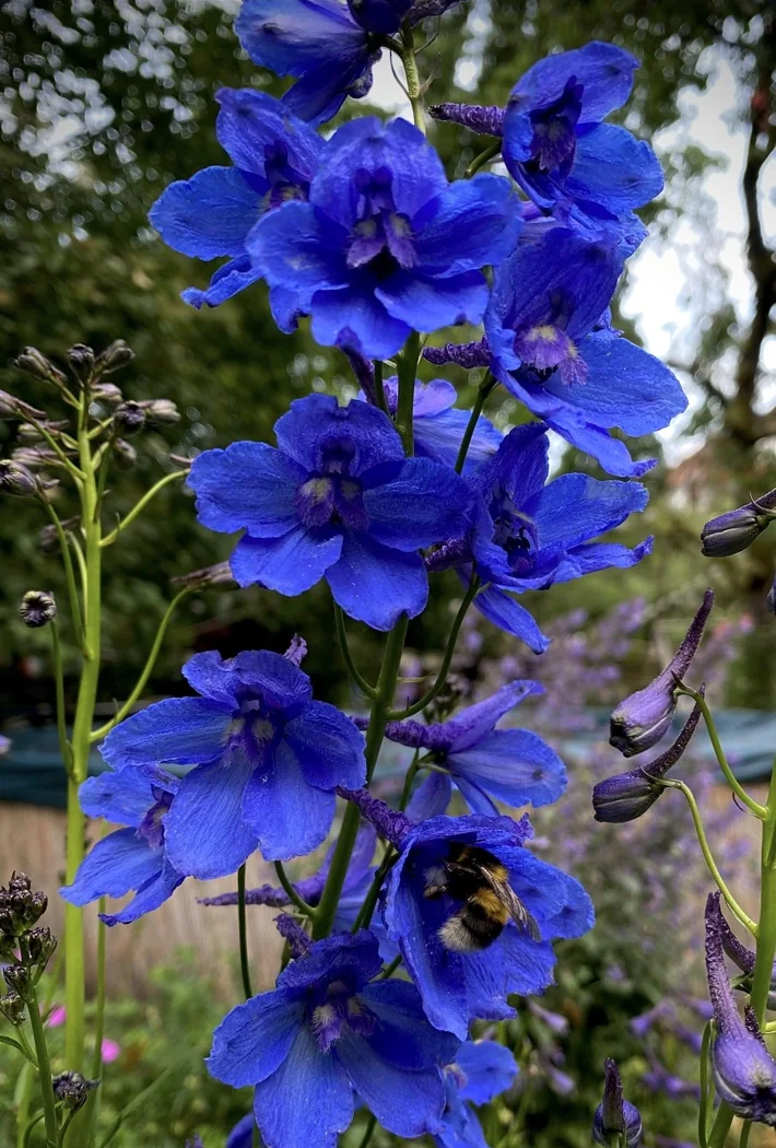 Deep blue delphinium flowers with a bumblebee